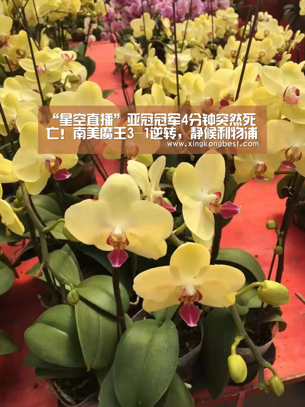 “星空直播”亚冠冠军4分钟突然死亡!南美魔王3-1逆转,静候利物浦(图3) 星空直播