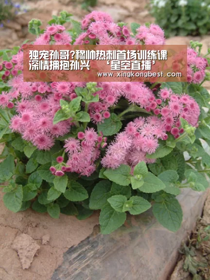 独宠孙哥?穆帅热刺首场训练课 深情拥抱孙兴慜‘星空直播’(图1) 星空平台